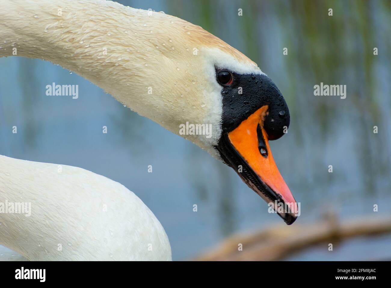 Close-up of the head and neck of a white swan Stock Photo
