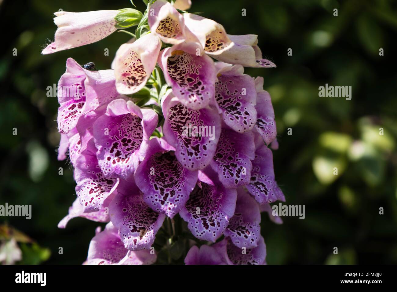 the beautiful but toxic pink digitalis plant Stock Photo Alamy