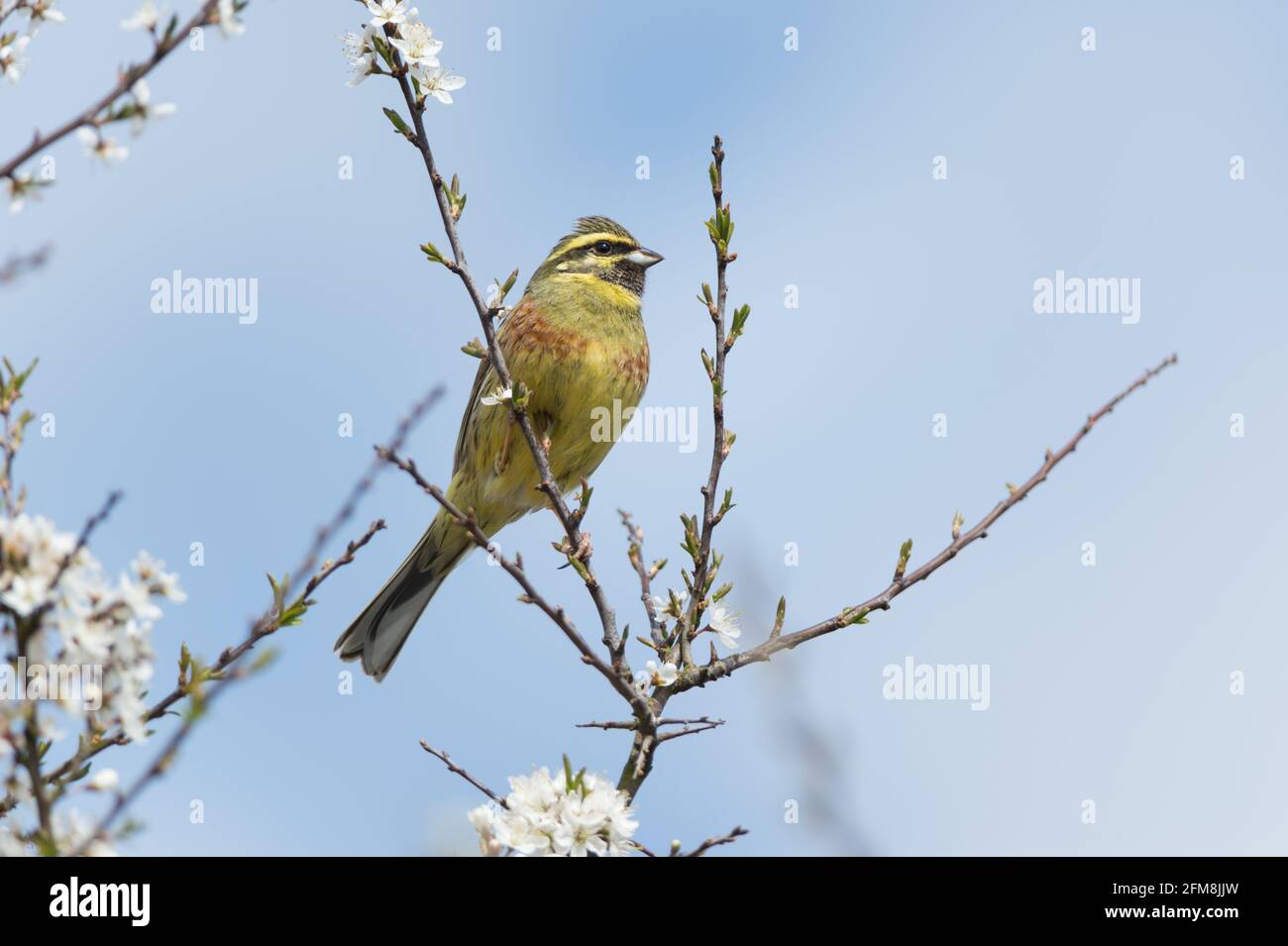 Cirl Bunting (Emberiza cirlus), RSPB Labrador Bay Nature Reserve, Shaldon, Devon, UK. Stock Photo