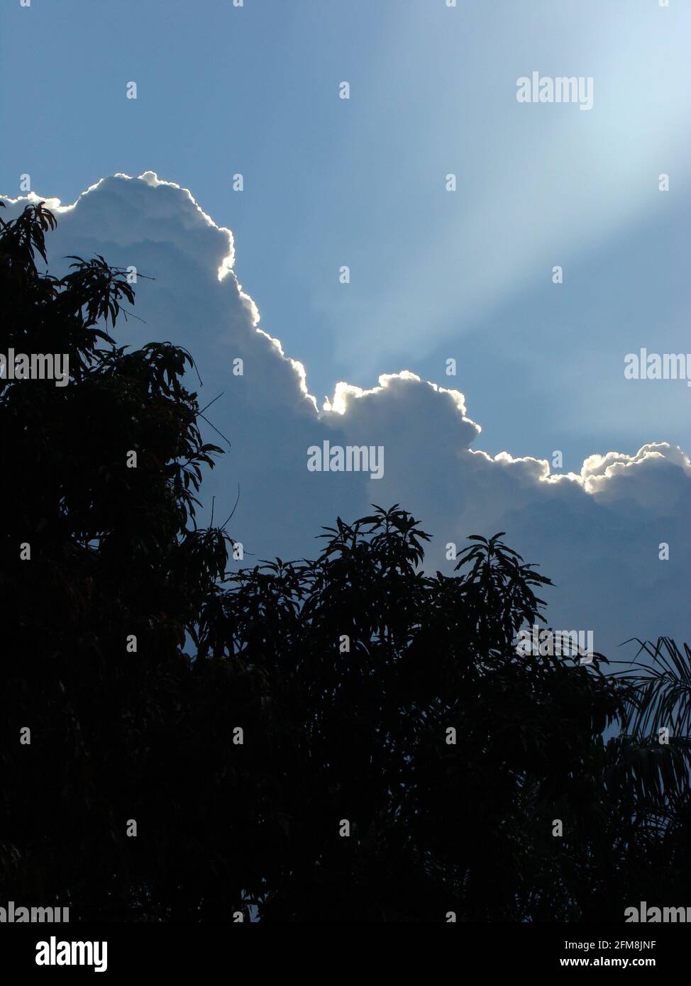 Low angle shot of tree branches against a blue sky at sunrise Stock ...