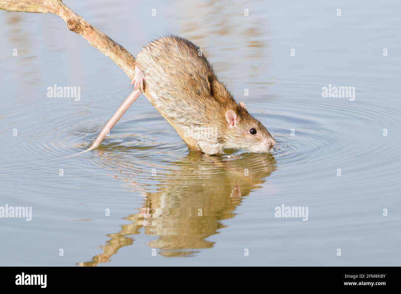 Common rat (Rattus norvegicus) descending into water from a perch on a lakeshore Stock Photo