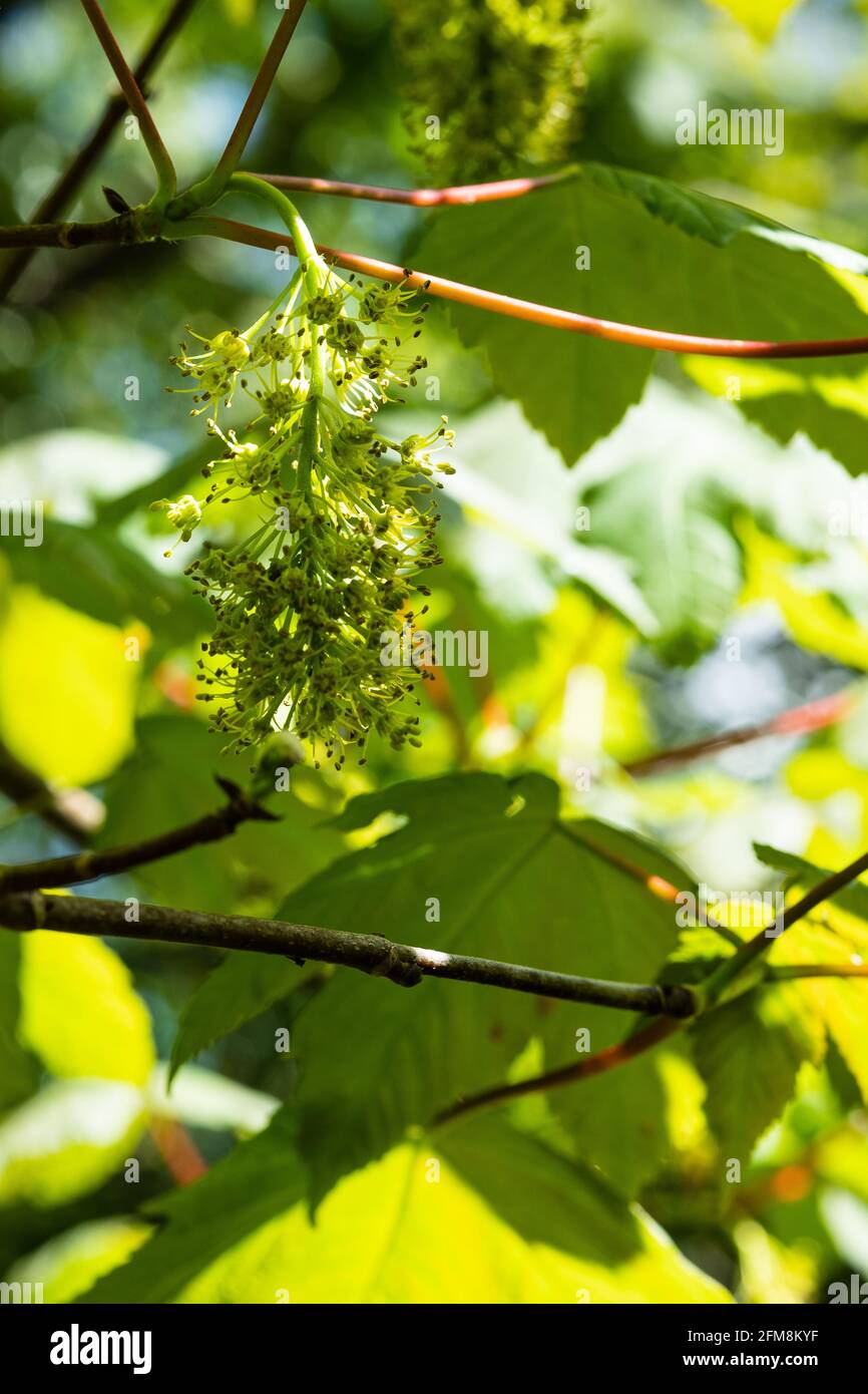 Buds of the Horse Chestnut tree in Spring Stock Photo