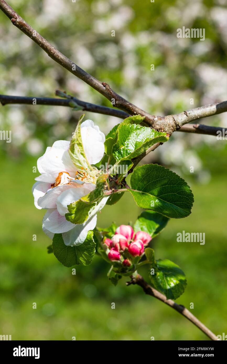 Apple tree in blossom, Springtime Stock Photo