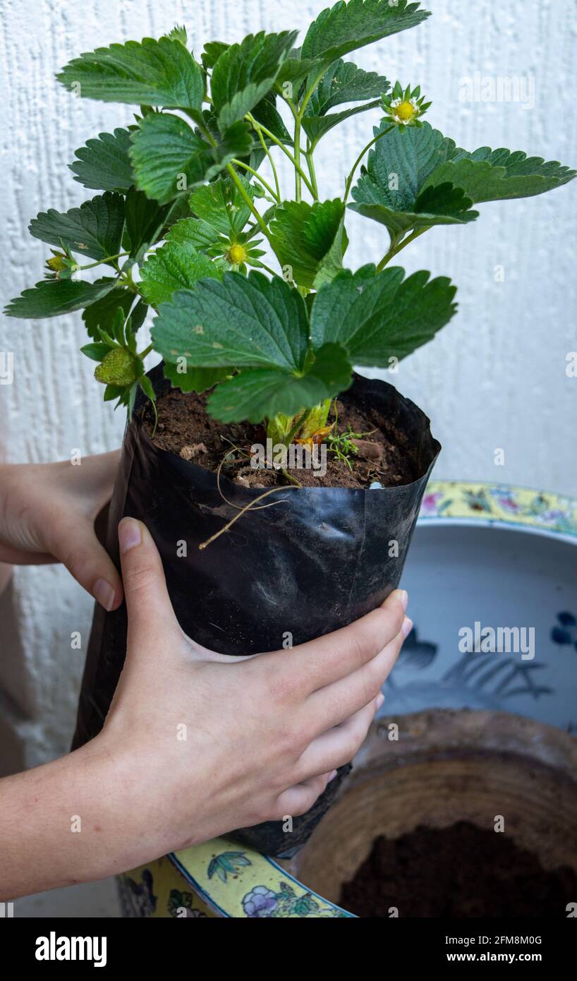 Strawberry seedlings in women's hands. Strawberry for planting in a pot ...
