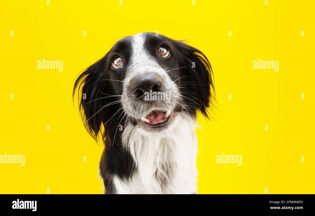 Funny loved border collie dog lookig with heartwarming eyes. Isolated on yellow colored background Stock Photo