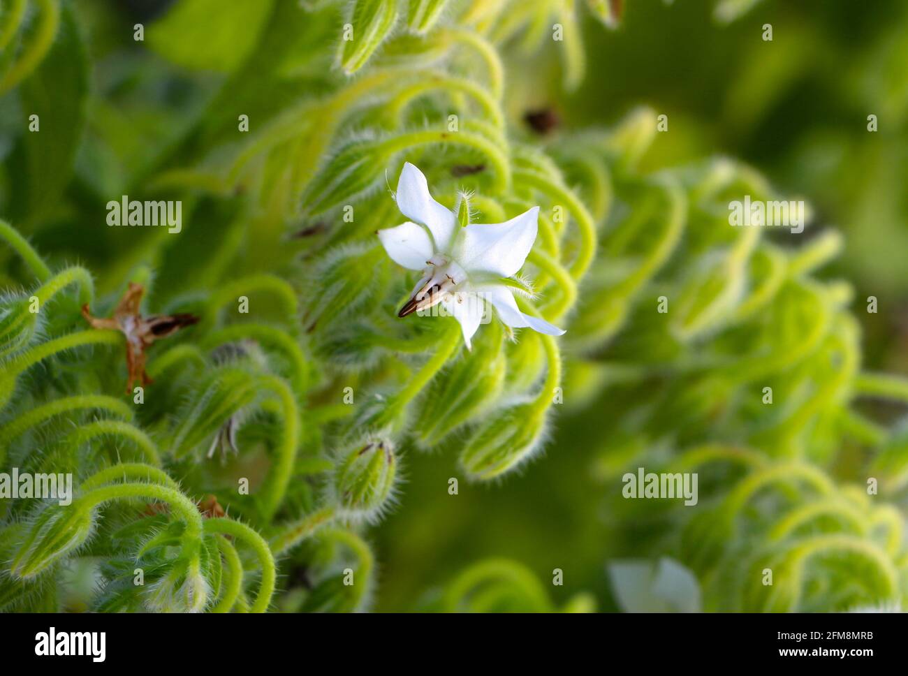 A white Borage flower Starflower or Borago officinalis close up with a short depth of field growing wild Stock Photo