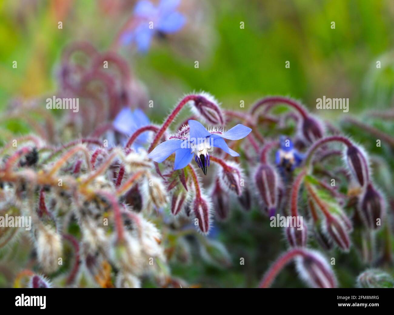 Blue Borage flower or Starflower Borago officinalis close up growing wild Stock Photo
