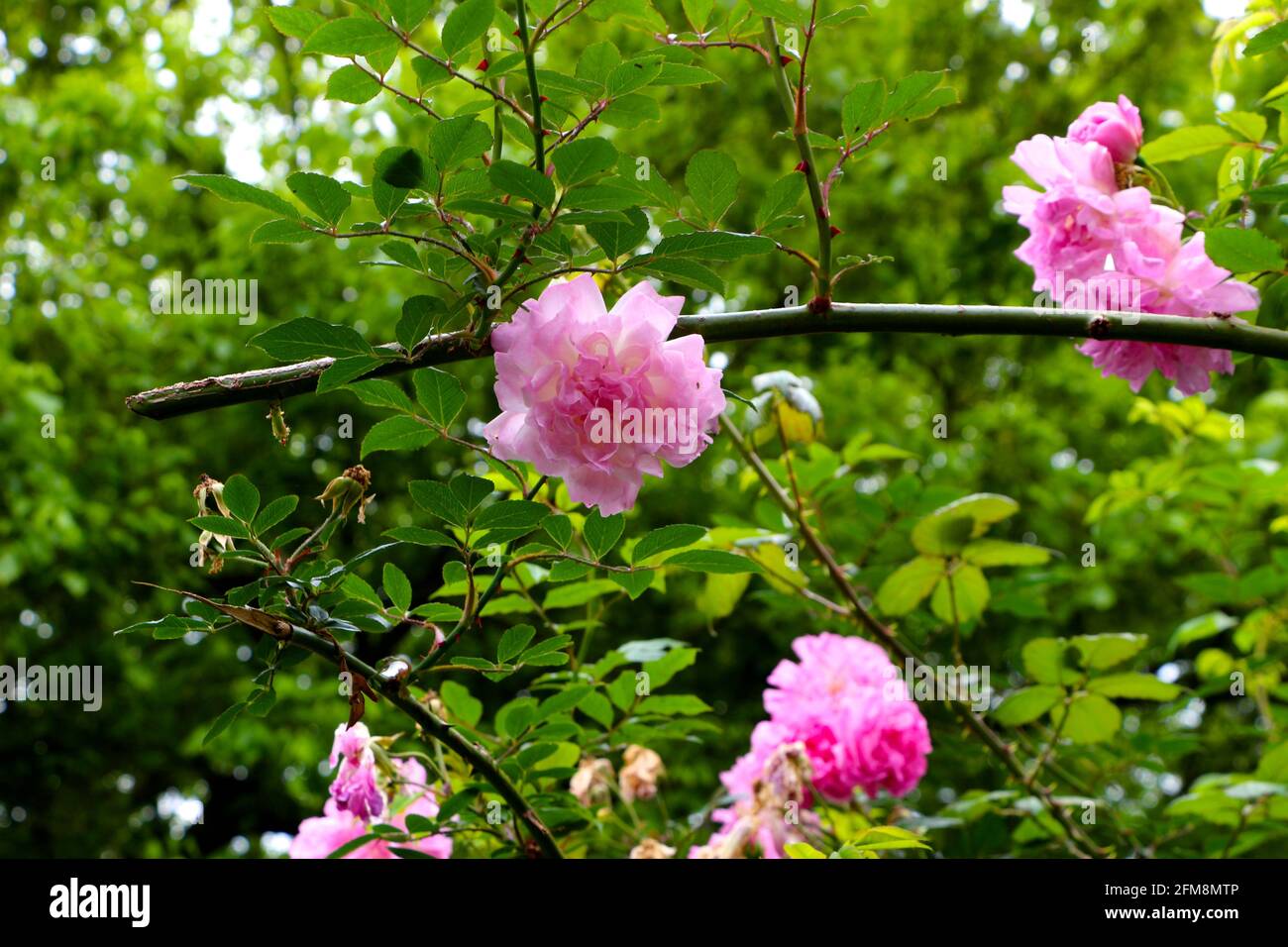 Branch Of Roses High Resolution Stock Photography and Images - Alamy