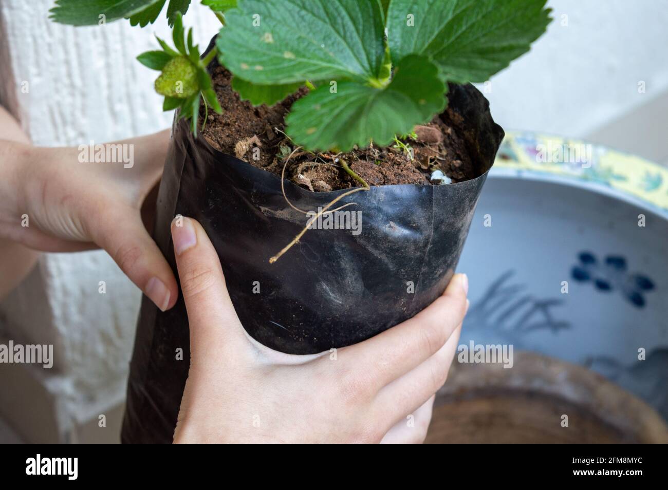 Planting strawberries in a flower pot. hands hold a strawberry bush for
