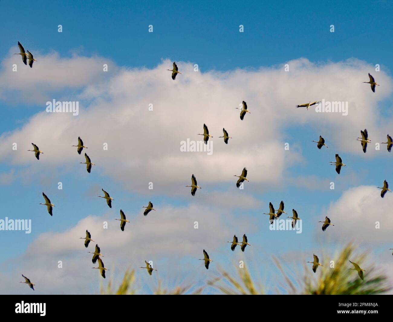Spectacular migration hi-res stock photography and images - Alamy