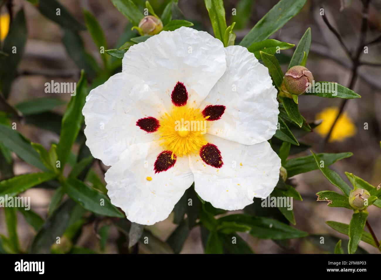 White rock-rose flower with crimson markings. Cistus ladanifer is a  flowering plant in the family Cistaceae. Common names include gum rockrose, labda Stock Photo