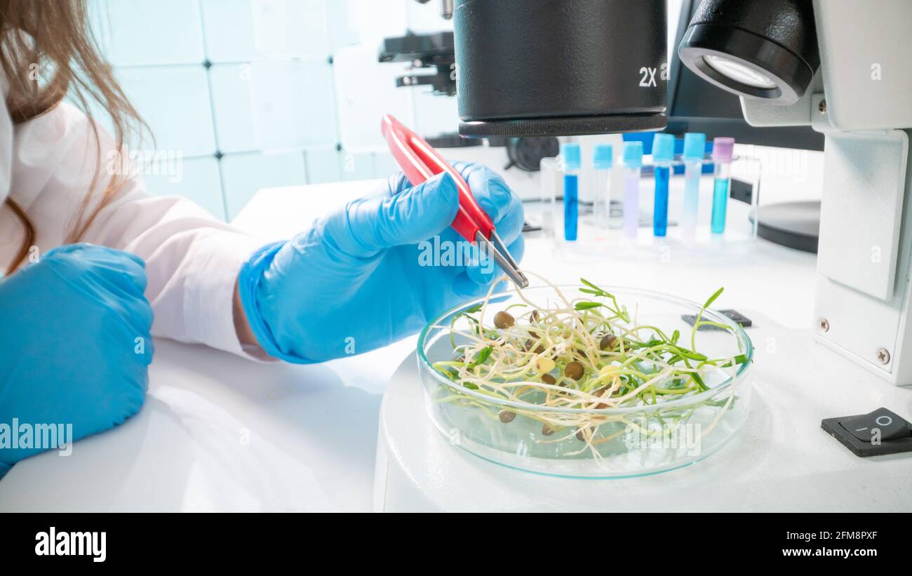 Seed Source Inspection Inspection of the quality of agricultural seeds. Checking the quality ...