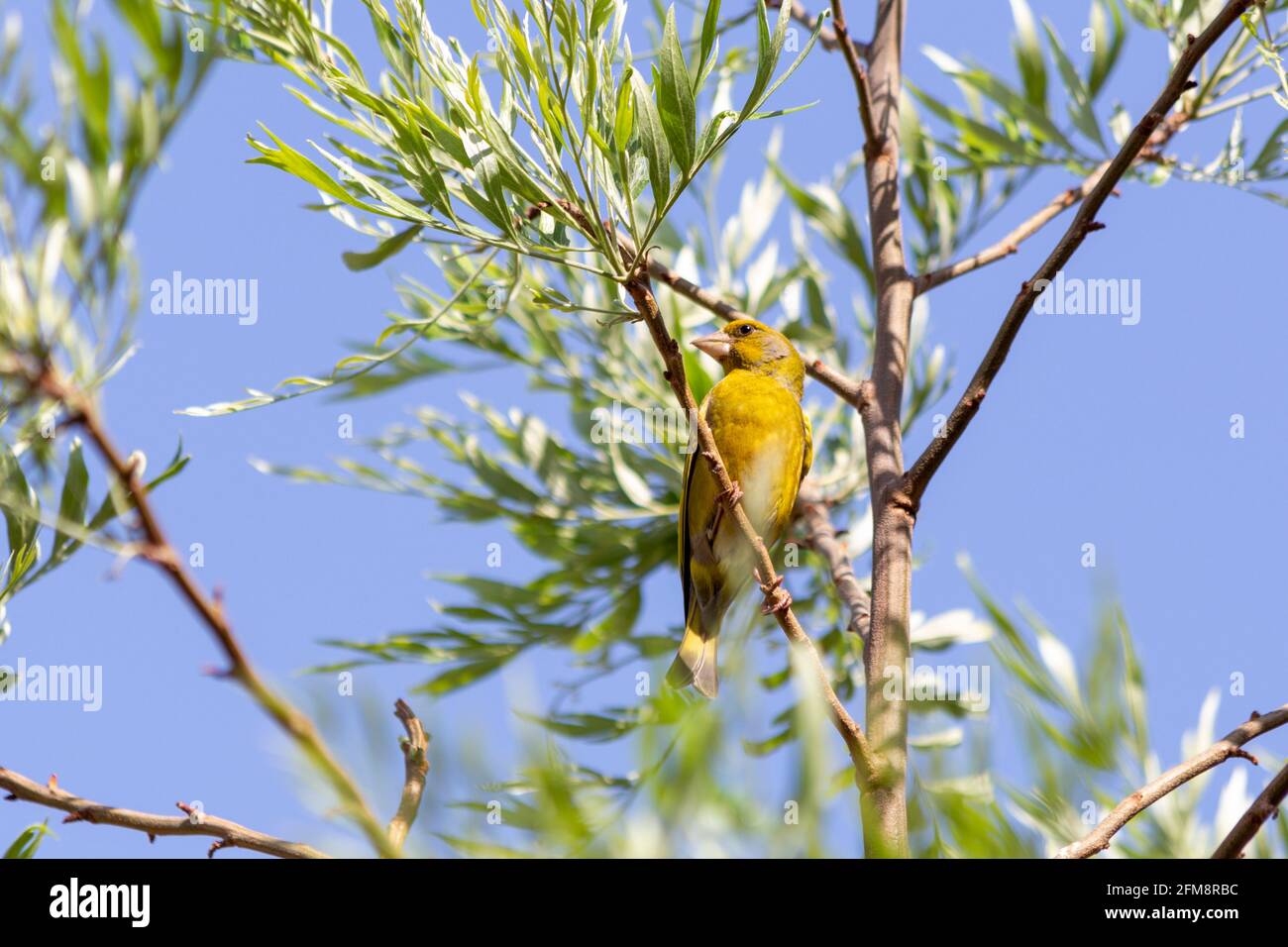 Florya (Chloris chloris) is a songbird species from the finches (Fringillidae) family. Stock Photo