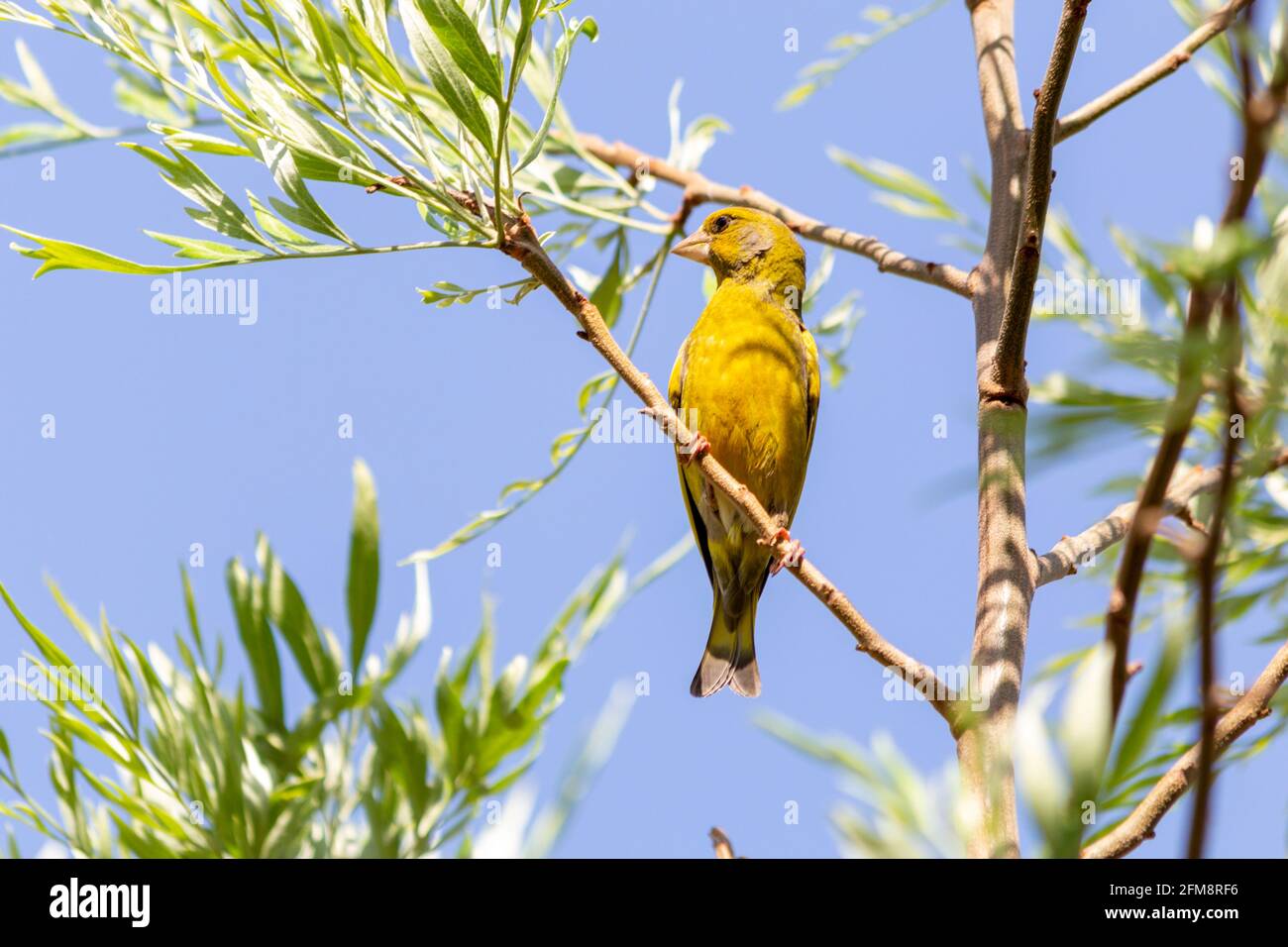 Florya (Chloris chloris) is a songbird species from the finches (Fringillidae) family. Stock Photo