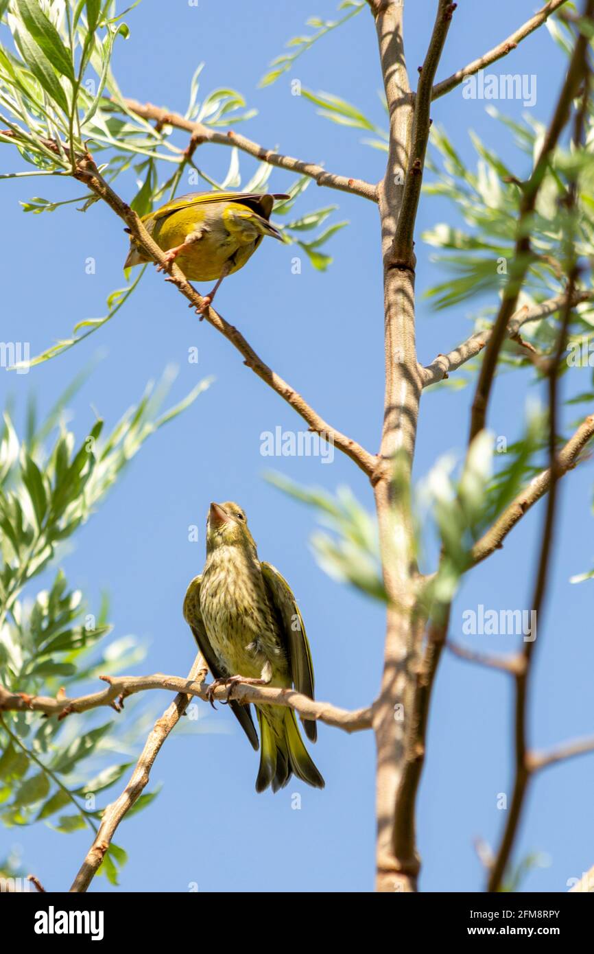 Florya (Chloris chloris) is a songbird species from the finches (Fringillidae) family. Stock Photo