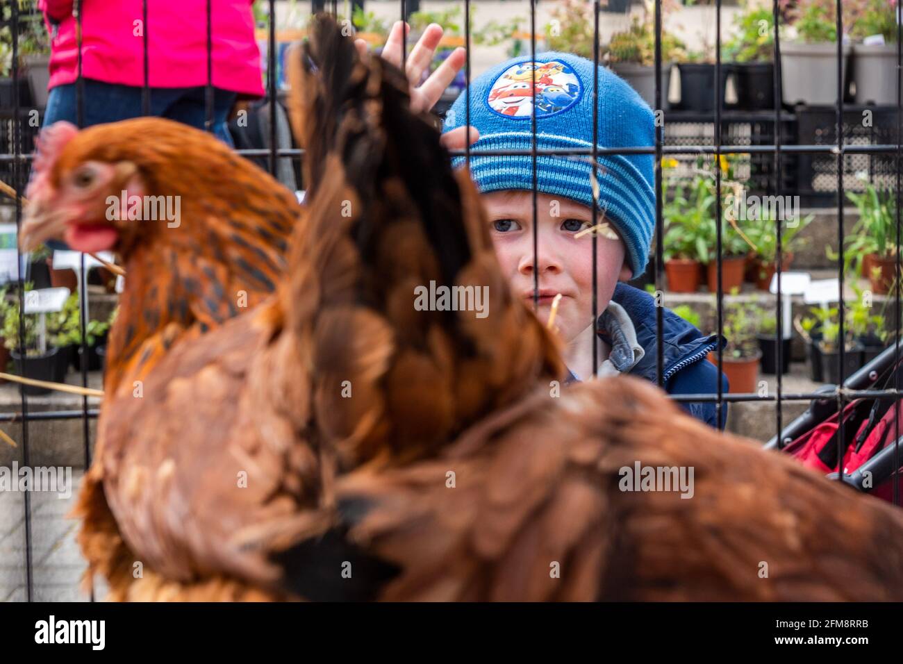 Bantry, West Cork, Ireland. 7th May, 2021. Bantry Friday Market was busy today, being the first market of the month. Many people were looking forward to some COVID-19 restrictions being relaxed on Monday 10th May. Looking at the chickens for sale was 2 1/2 year old Daniel Murphy from Douglas. Credit: AG News/Alamy Live News Stock Photo