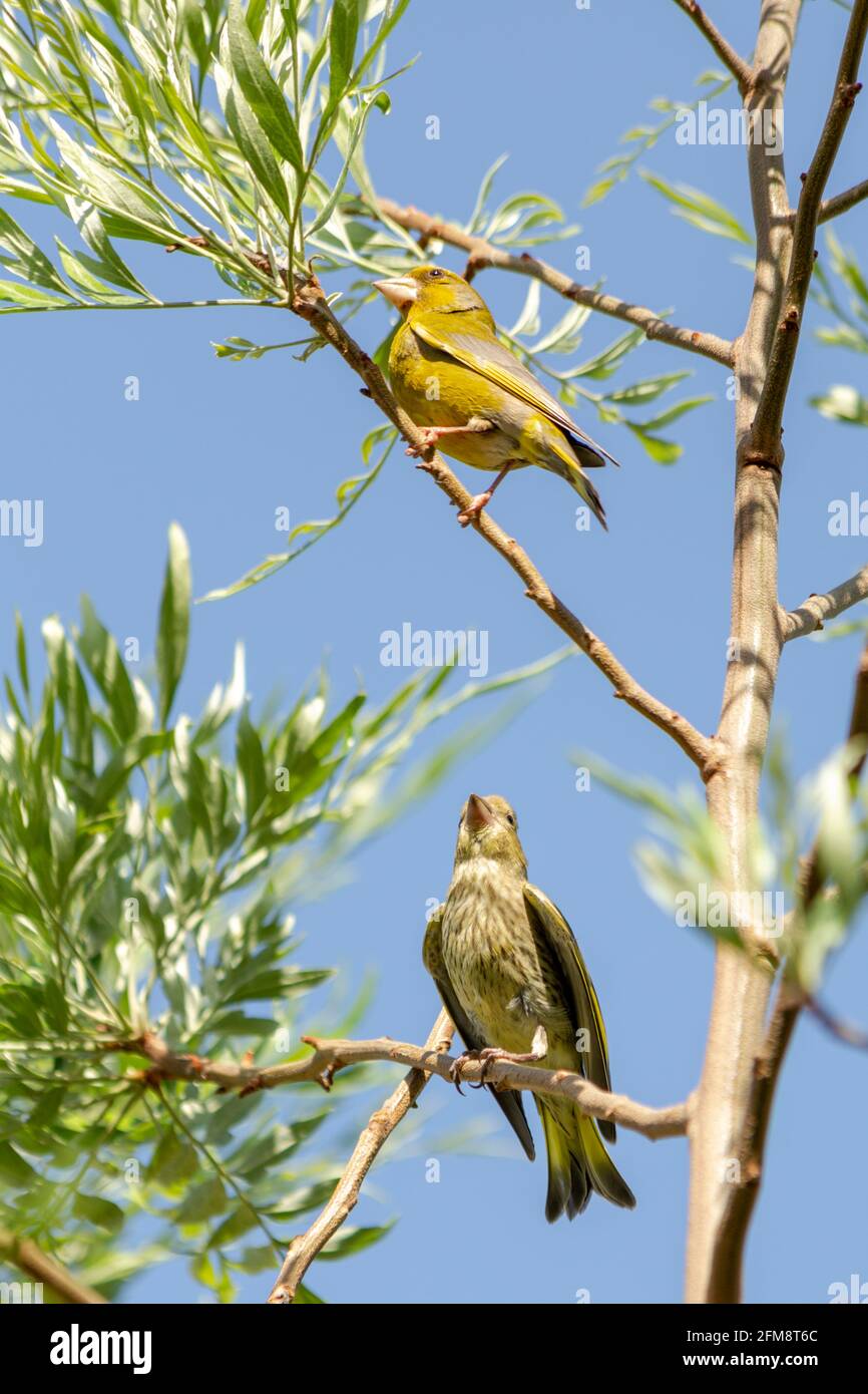 Florya (Chloris chloris) is a songbird species from the finches (Fringillidae) family. Stock Photo