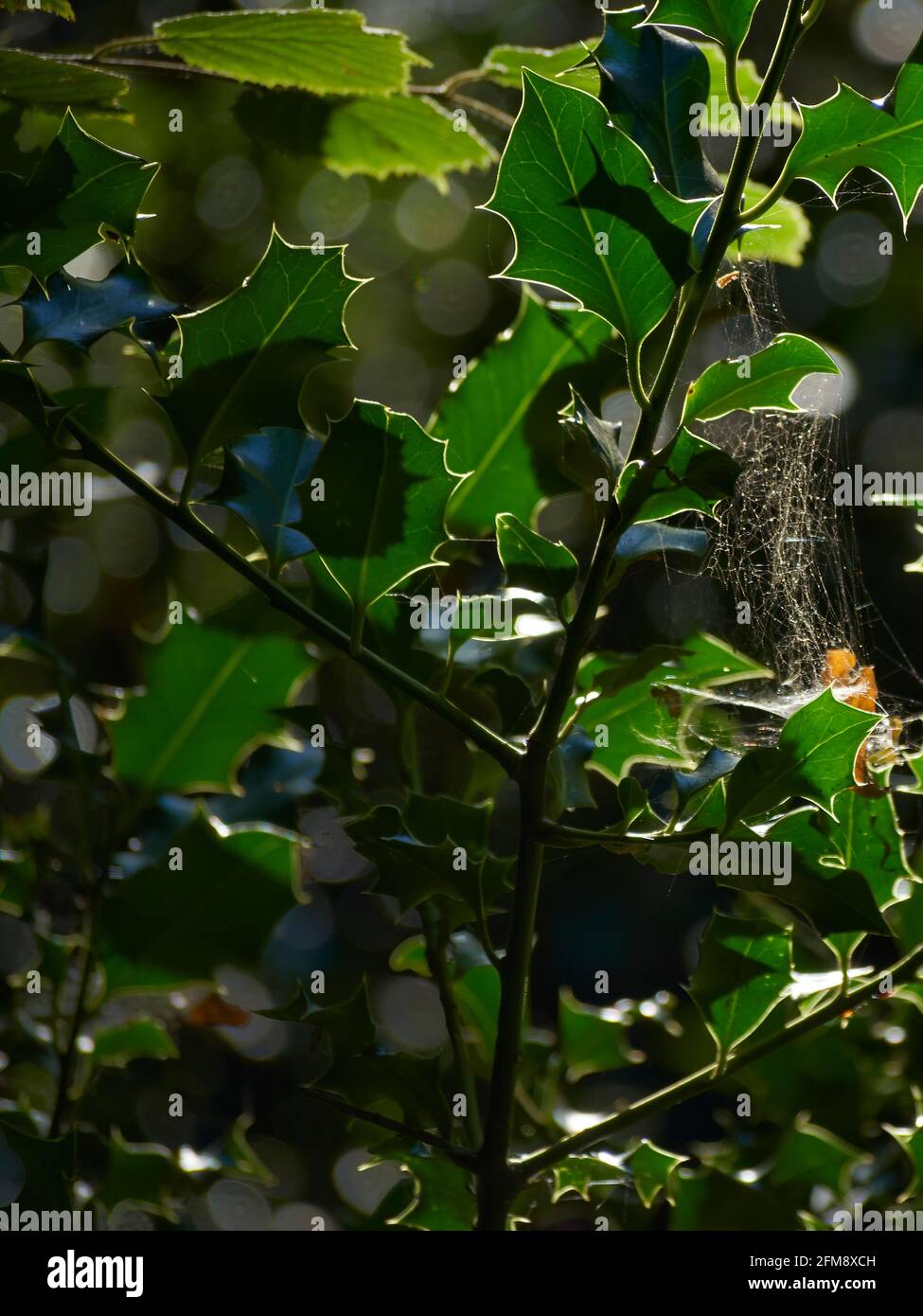 A holly bush with a spider web, light by autumn sunlight. The web has caught one of the first fallen leaves of the season, gold against the evergreen. Stock Photo