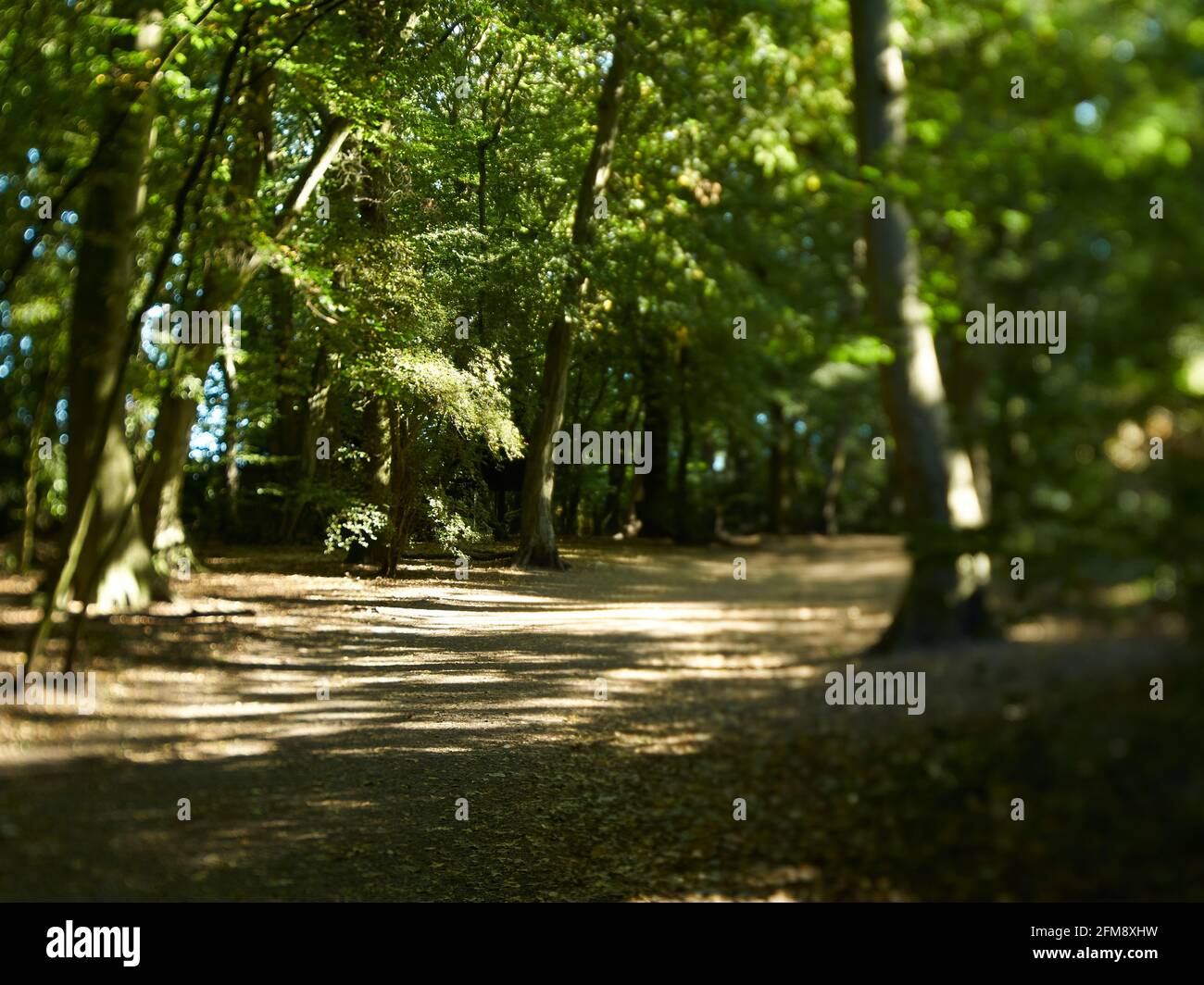 A dream-like view of an avenue through Highgate Woods in dappled sunshine, inviting one to wander and explore the magical woodland. Stock Photo