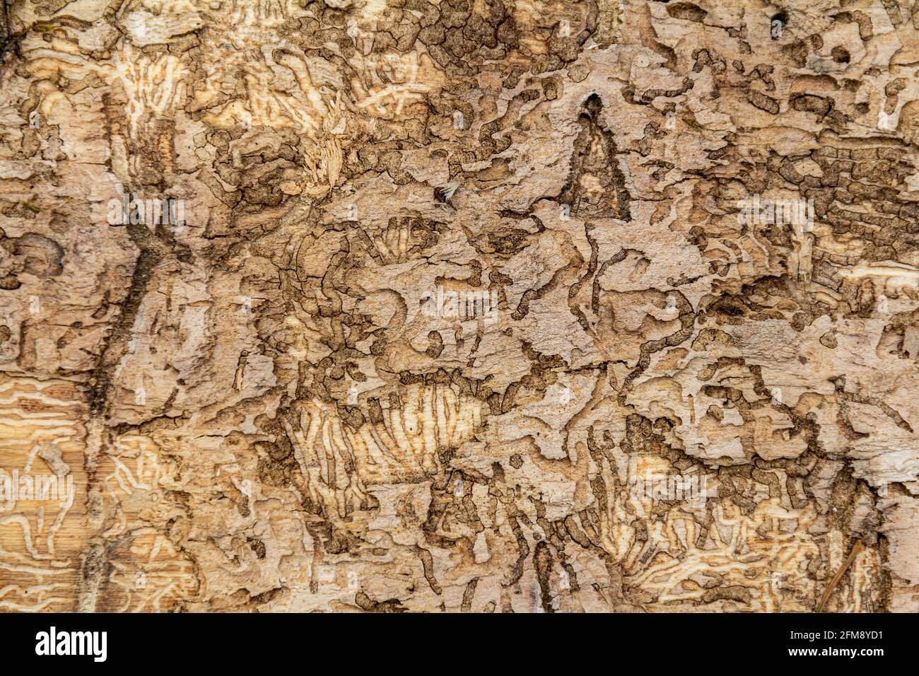 Closeup shot showing some bark beetle galleries on a tree trunk Stock Photo