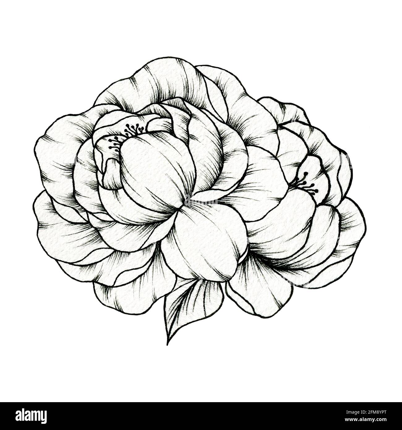 Peony Flower Drawing