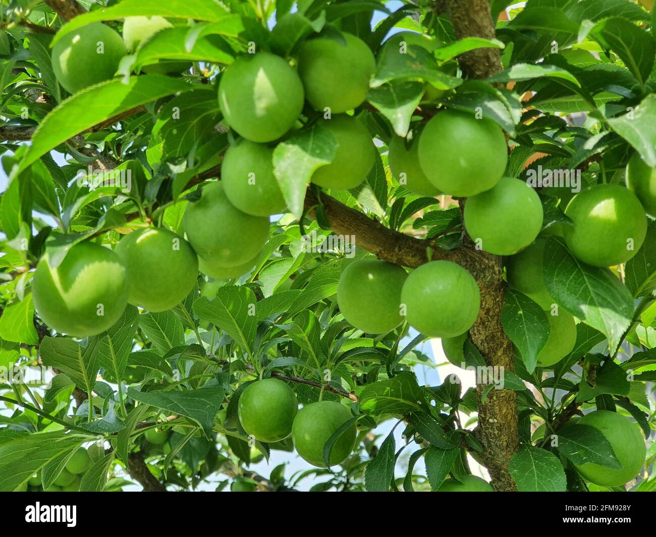 Green apple hanging on a tree Stock Photo