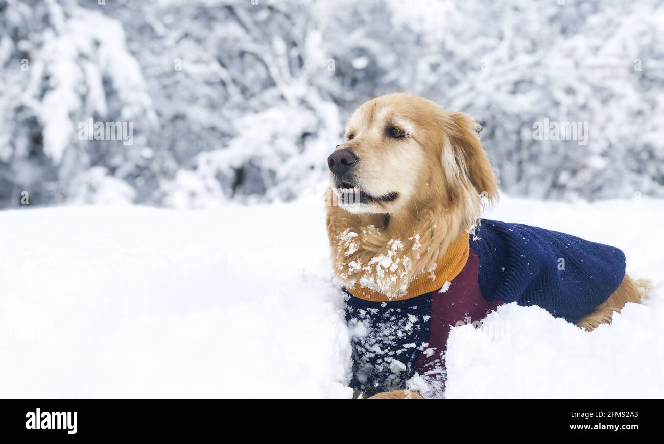 Golden retriever in the snow Stock Photo - Alamy
