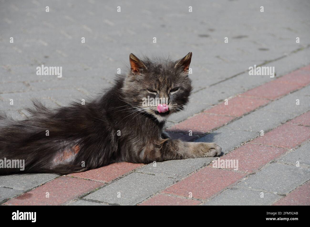 Cat with infected skin scrape wound and bald spot on back on the road