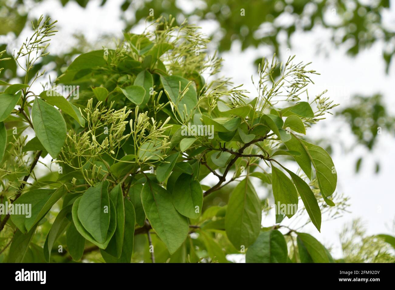 Chinese fringe tree (Chionanthus retusus Stock Photo Alamy