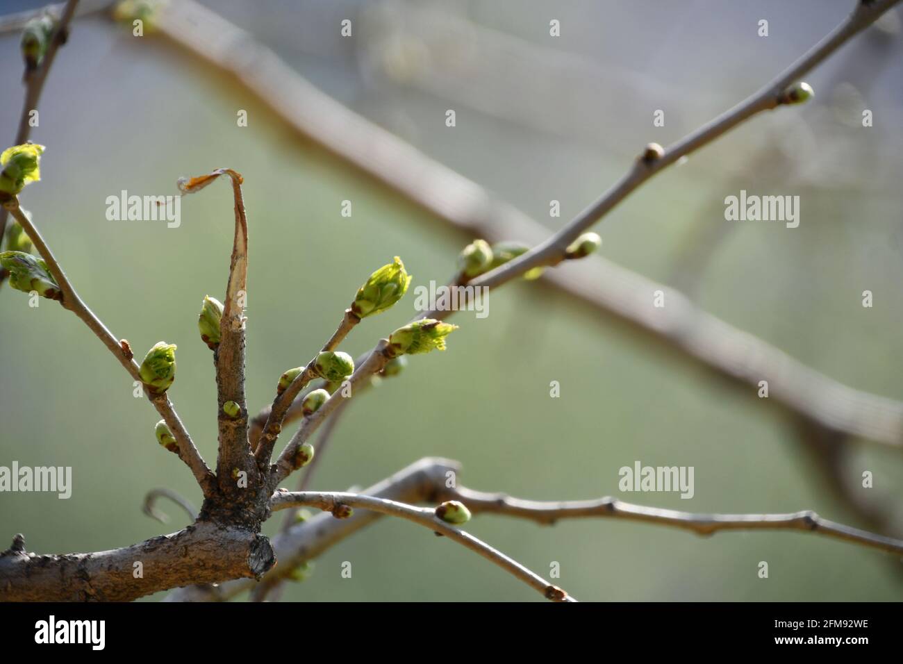 Tree sprout icon hi-res stock photography and images - Alamy