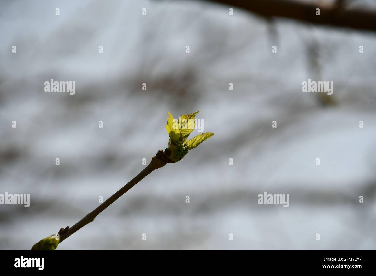 Tree green icon vector hi-res stock photography and images - Alamy