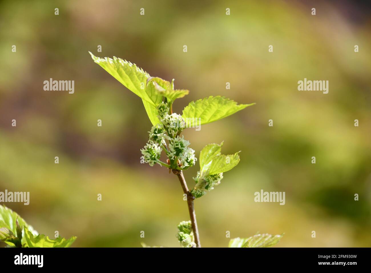 Tree sprout icon hi-res stock photography and images - Alamy