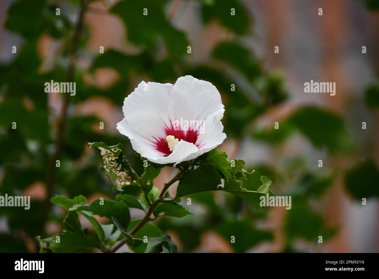 Hibiscus flower in the garden Stock Photo - Alamy