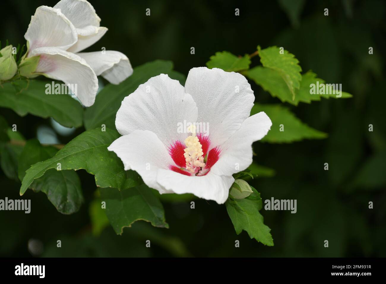 Hibiscus flower in the garden Stock Photo - Alamy