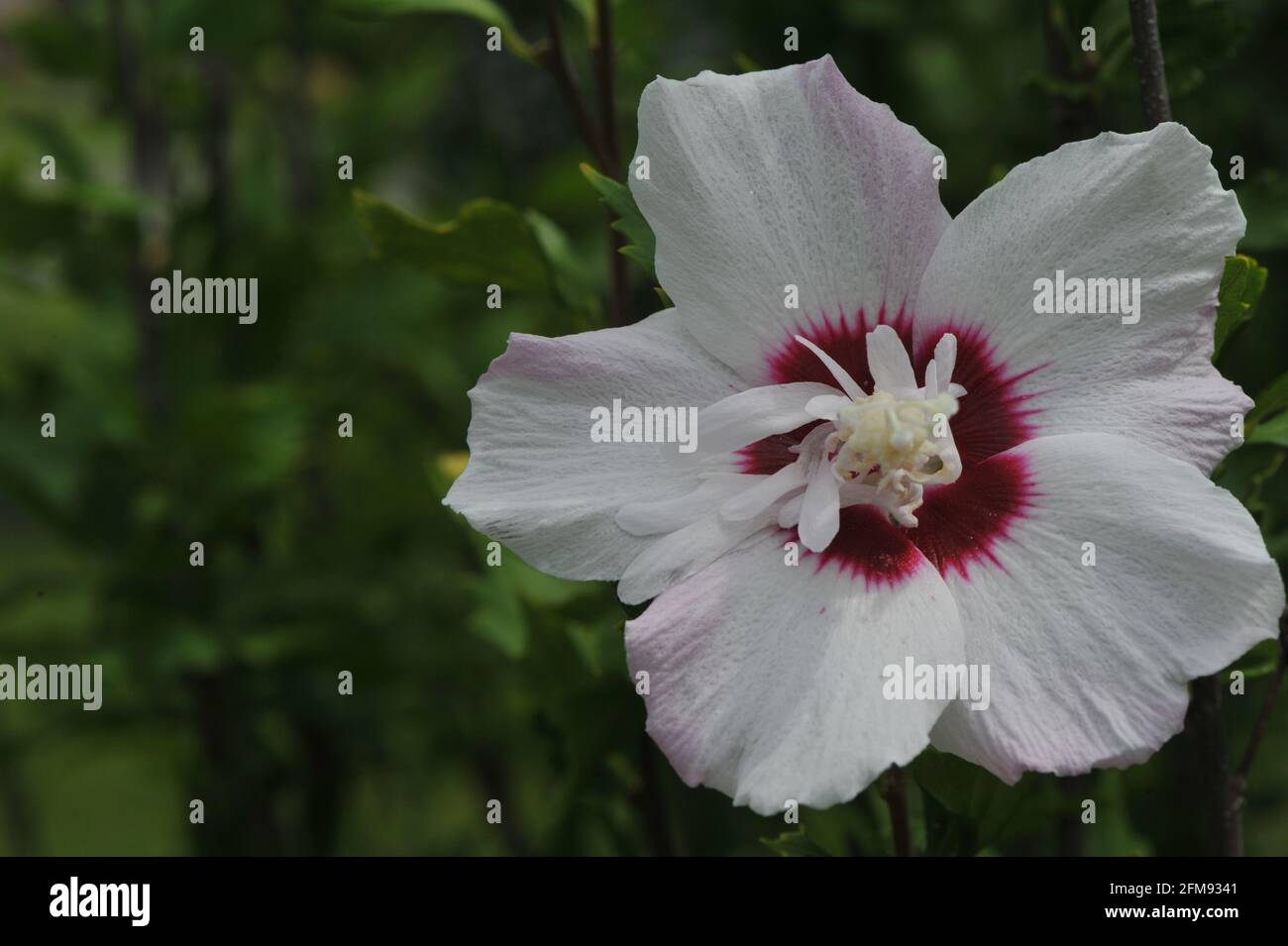 Hibiscus flower in the garden Stock Photo - Alamy