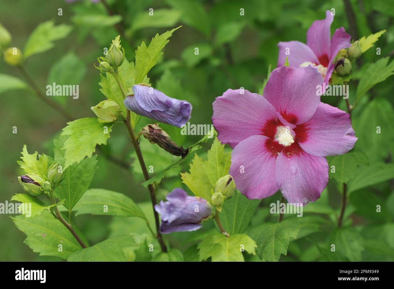 Hibiscus flower in the garden Stock Photo - Alamy