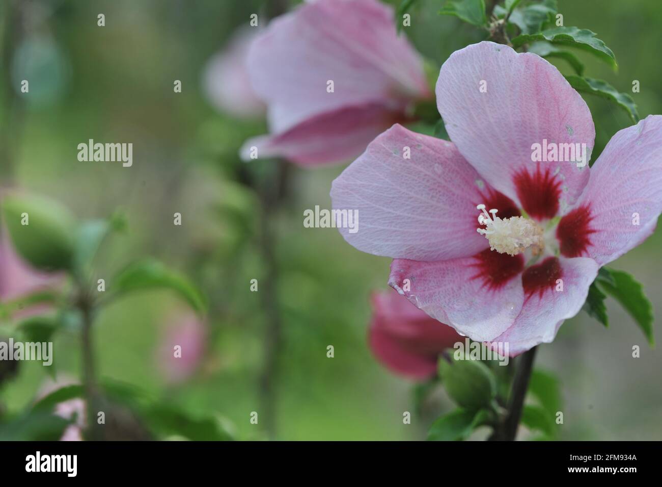 Hibiscus flower in the garden Stock Photo - Alamy