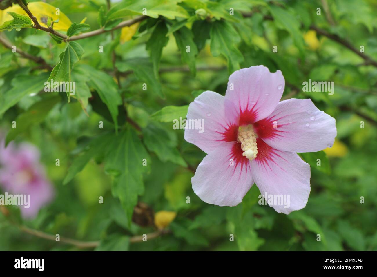 Hibiscus flower in the garden Stock Photo - Alamy