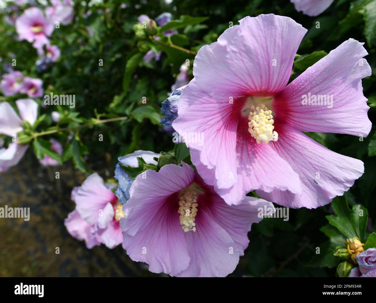 Hibiscus flower drawing hi-res stock photography and images ...
