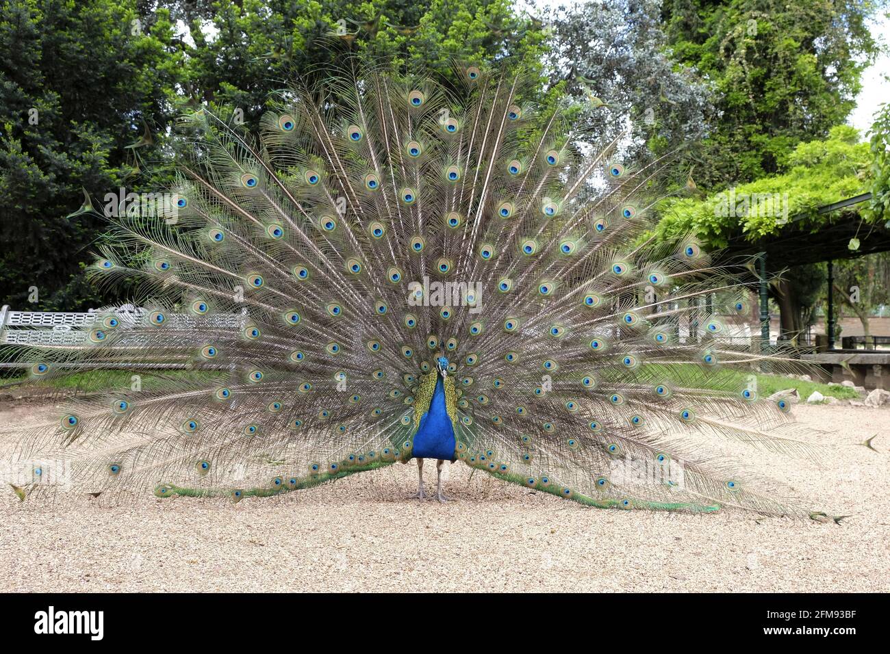 Closeup shot of a peacock with its beautiful tail opened Stock Photo ...