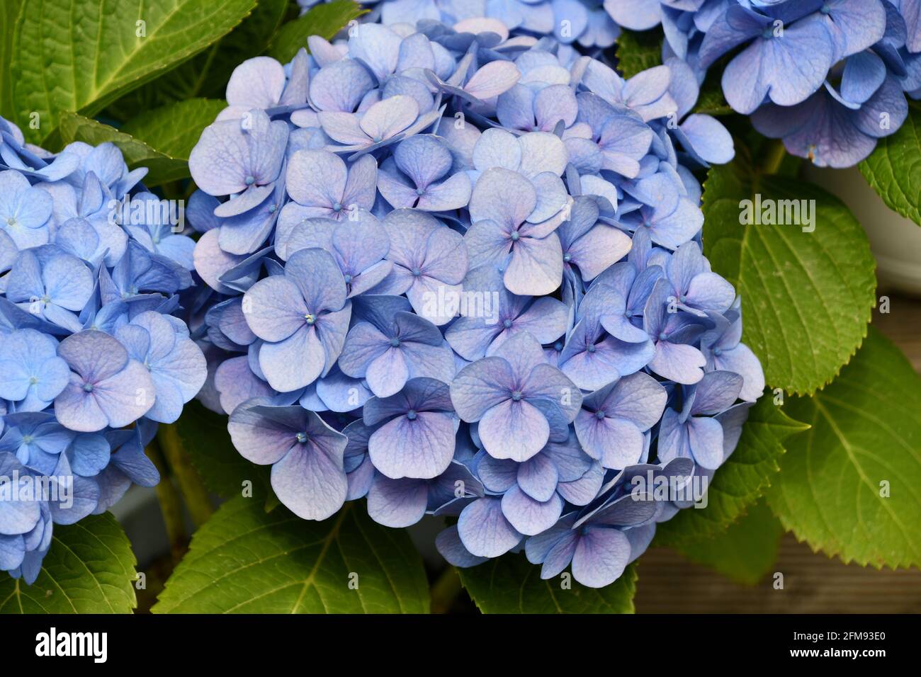 Hydrangea flowers in the yard Stock Photo