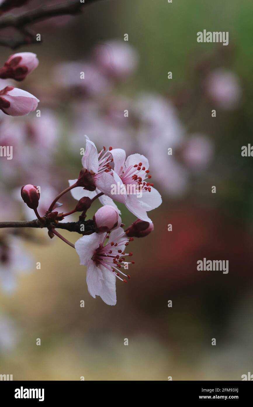Cherry flower macro tree hi-res stock photography and images - Alamy