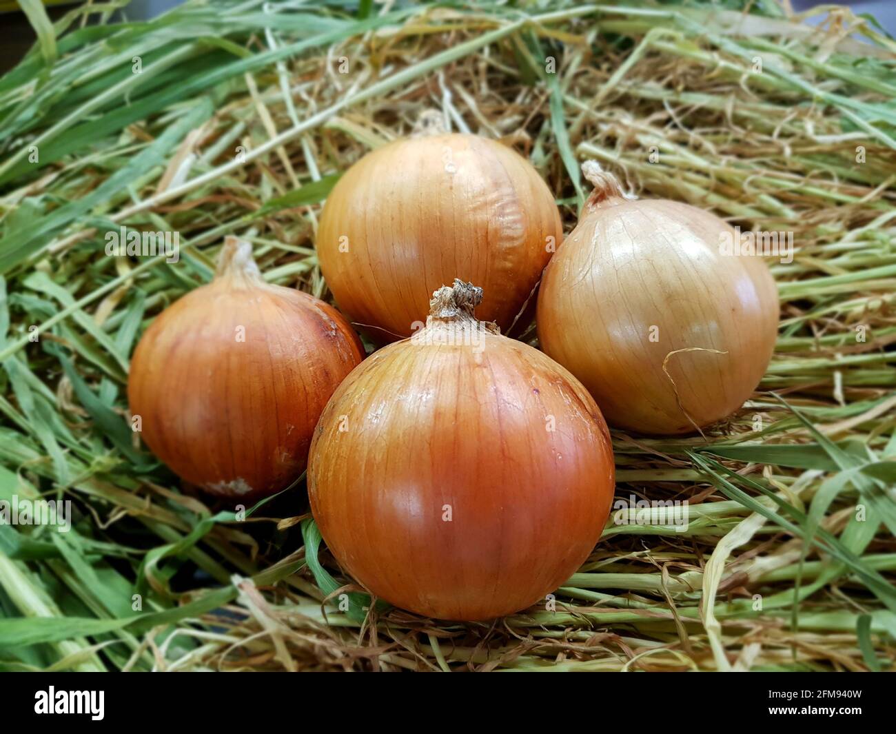 Set onions in the spring hi-res stock photography and images - Alamy
