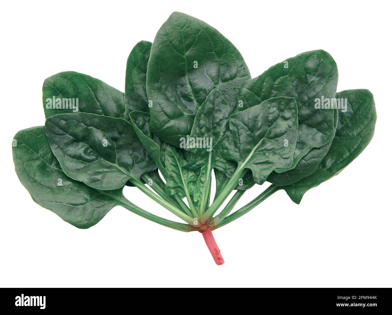 Spinach leaves isolated on white background Stock Photo - Alamy