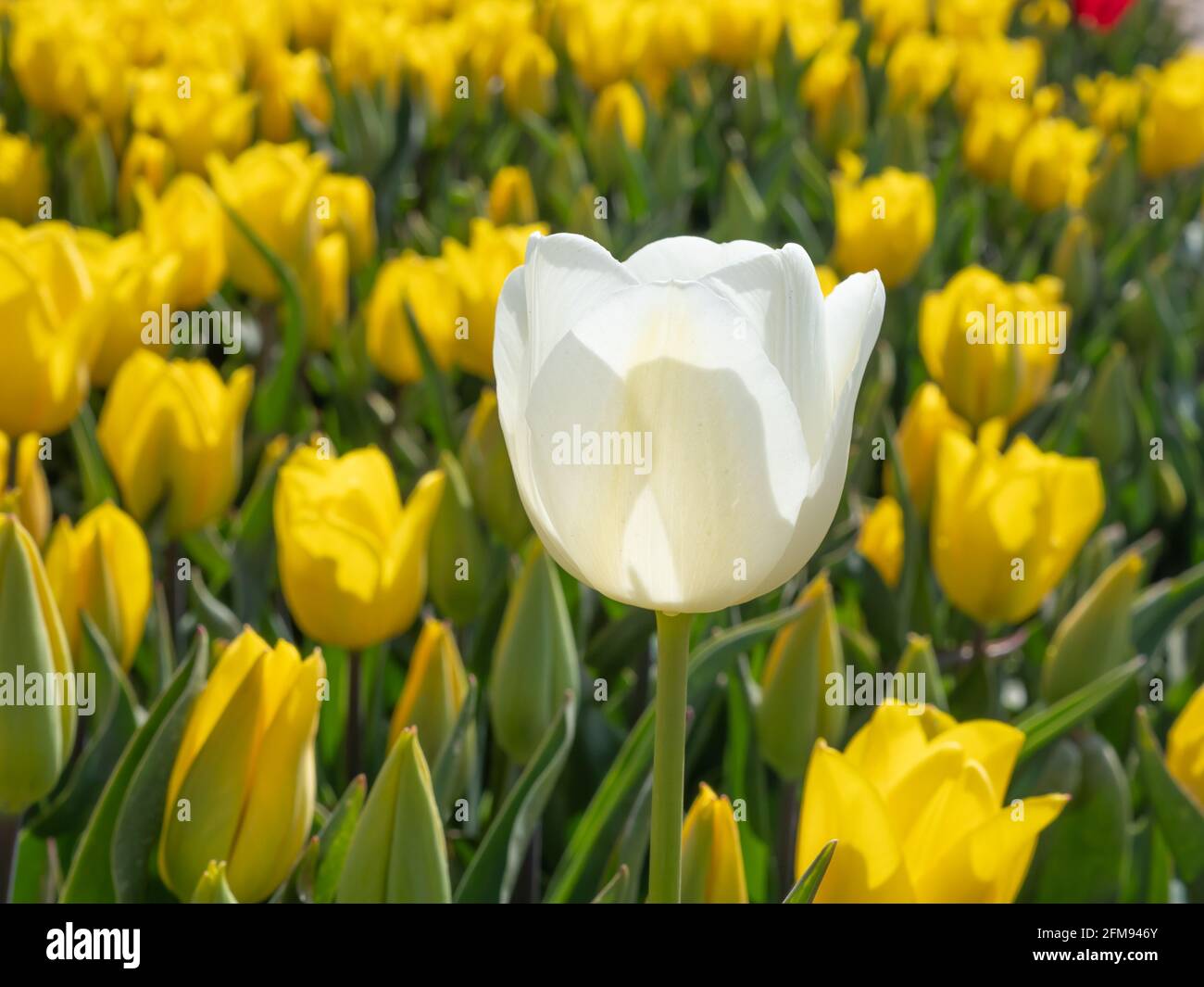 Tulip field with yellow flowers with a white tulip in the foreground, North Rhine-Westphalia, Germany Stock Photo