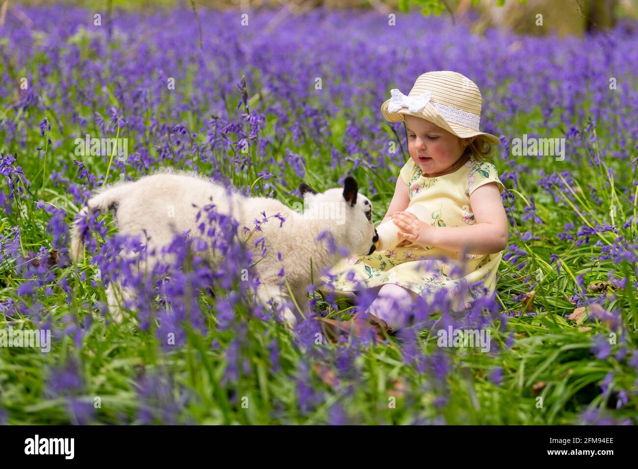 Arley, Worcestershire, UK. 7th May, 2021. Two year old Myla May Mills feeds Clemmie, an orphaned two week old lamb in a beautiful field of bluebells near her home in Arley, Worcestershire, UK. Credit: Peter Lopeman/Alamy Live News Stock Photo
