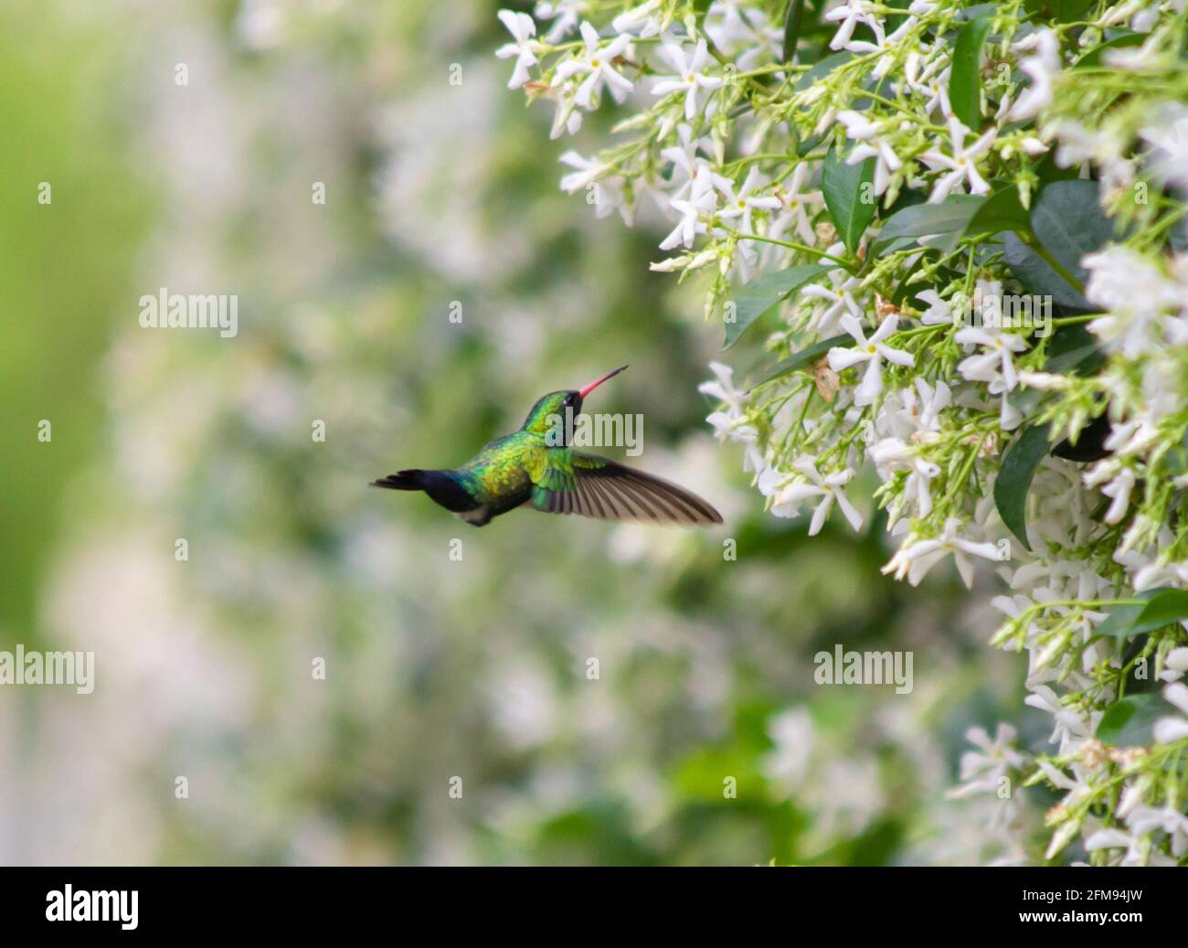 hummingbird pollinating a jasmine flower Stock Photo Alamy