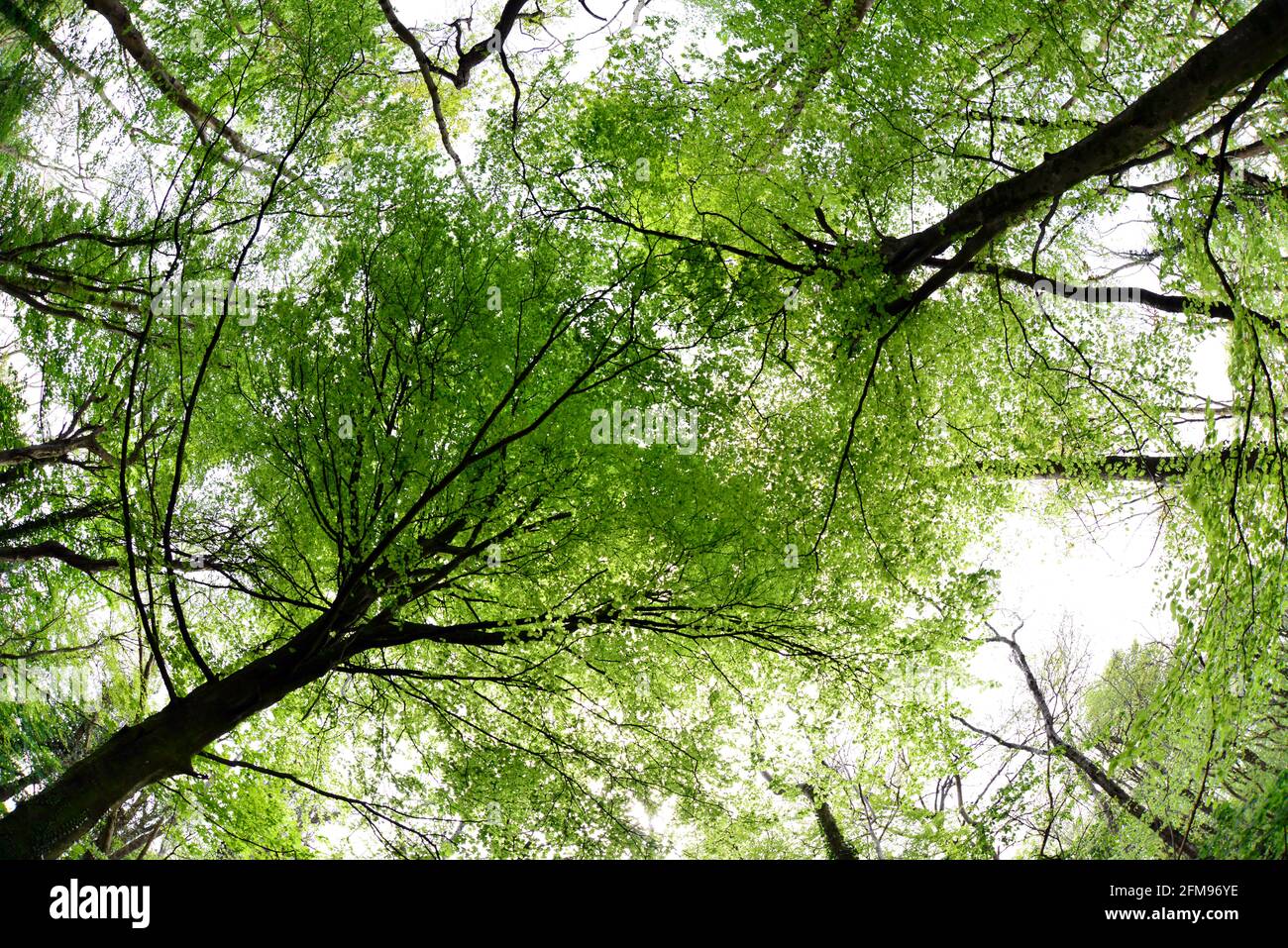 View up into the canopy of the beechwoods of Clarach near Aberystwyth, Deredigion, Wales, UK in spring. Stock Photo