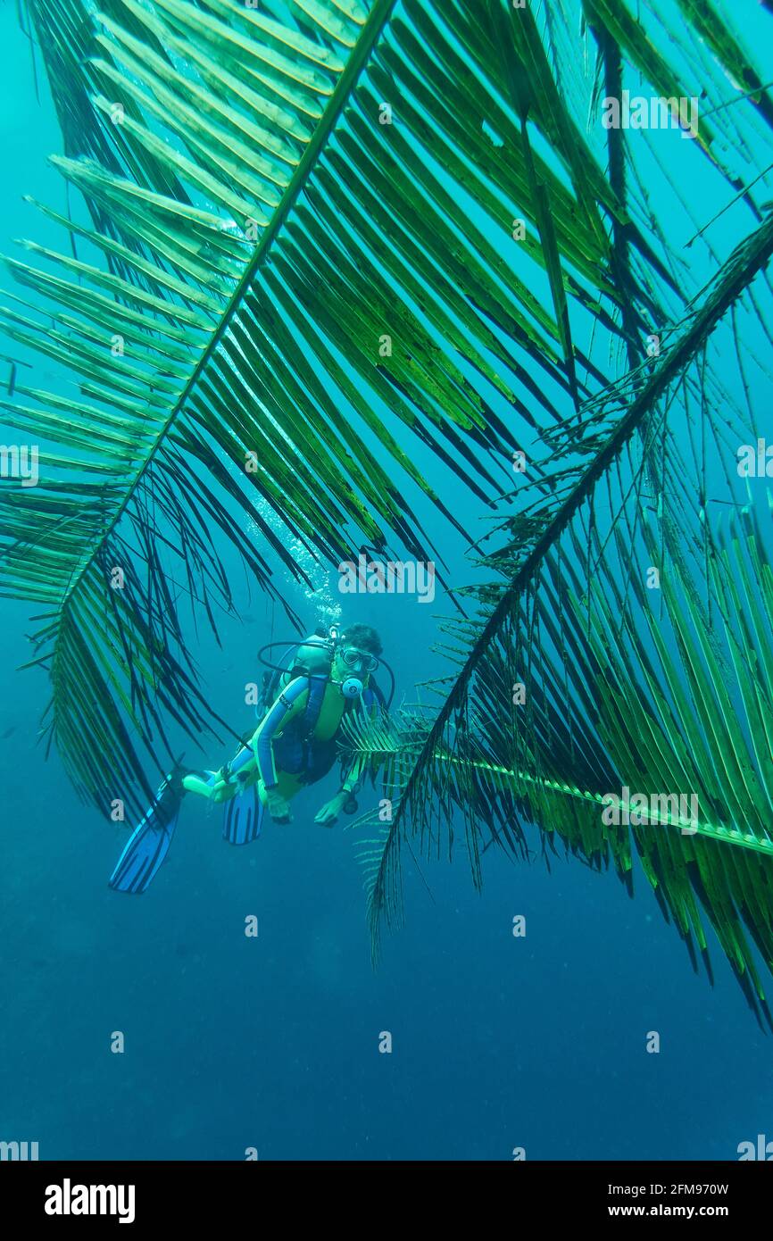 Diver Looks At Palm Fronds Anchored In The Open Water Next To A Coral Reef, Which Serve As Hiding Places For Fish And Small Organisms. Selayar South S Stock Photo
