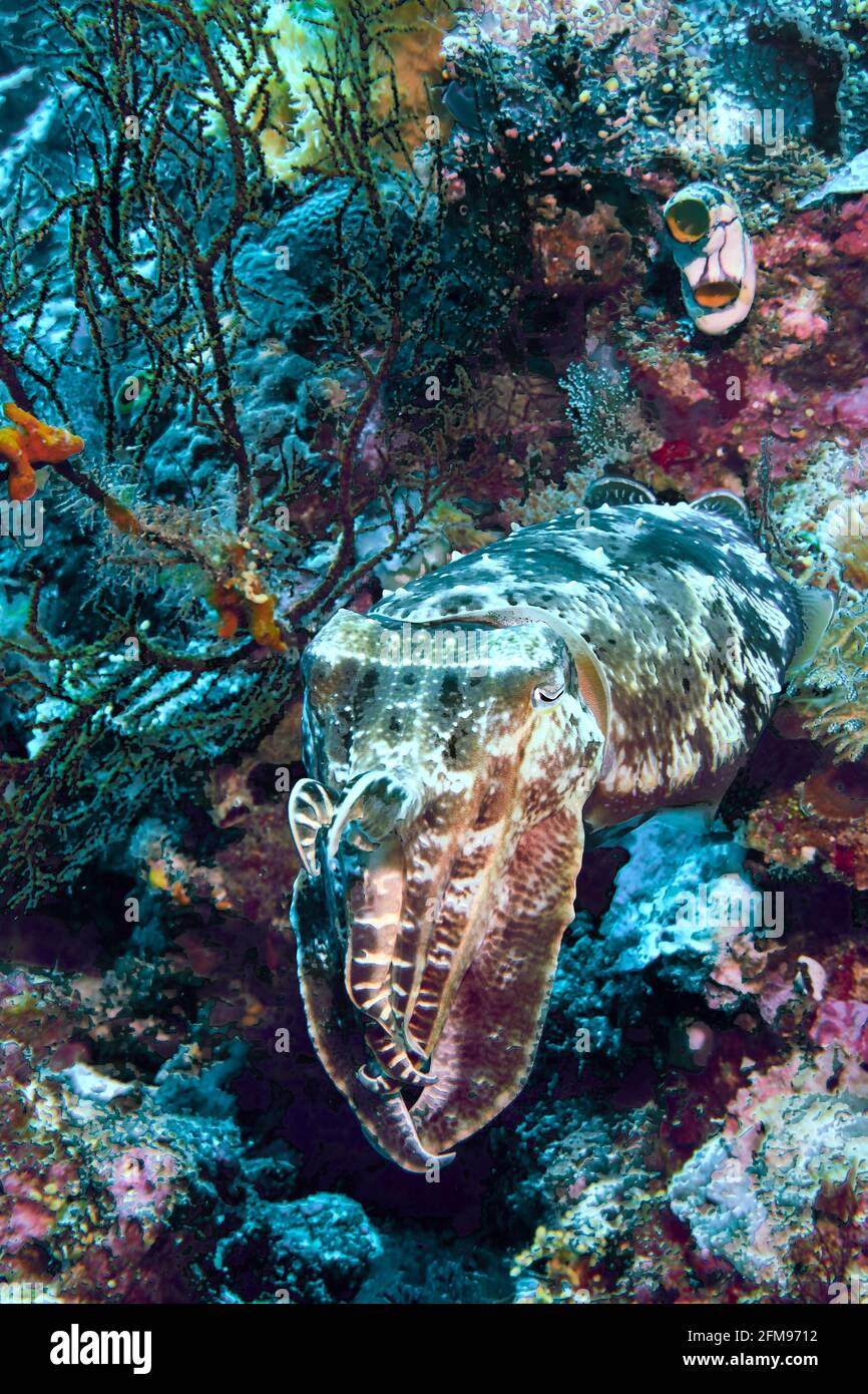 Cuttlefish Sepiidae, Well Camouflaged, In Coral Reef. Selayar, South Sulawesi, Indonesia Stock Photo